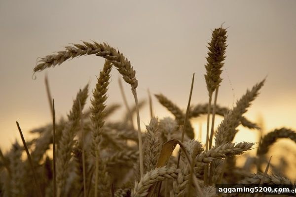 捕鱼王游戏玩家必知：洗码返佣机制全解析与实战攻略